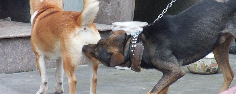 夢見兩只狗在交配什么意思 夢見兩只狗在交配什么征兆