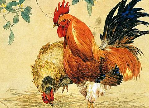 男怕子時(shí)雞?子時(shí)出生的生肖雞好嗎?(圖文)