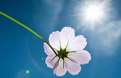 2020庚子鼠年家中客廳招財植物—擺放宜忌!(圖文)