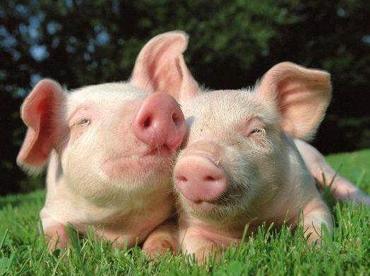 比較準的生辰八字算命