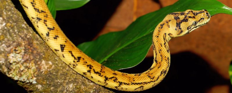 孕婦夢見黃色的蛇是什么意思 夢見黃色的蛇預兆什么