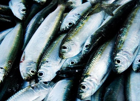 夢見鯡魚是什么意思 夢見鯡魚有什么預兆