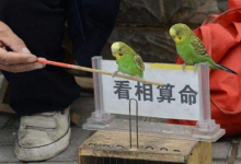 免費八字算命靠譜嗎