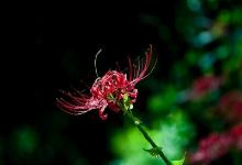 2020年正月初八日出殯可以嗎？正月初八日子如何？