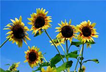 旺桃花風(fēng)水布局—2020年催桃花運家居風(fēng)水布局！