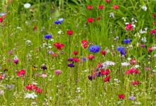 1985年的生肖何時好運