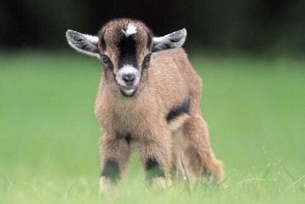 屬羊的人2019年年底跳槽合不合適?屬羊2019年兇位?(圖文)