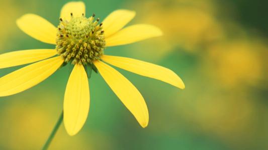 春節期間·2020年正月初六開市大吉大利嗎 日子好嗎?(圖文)