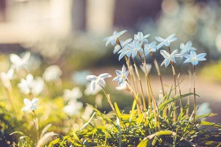 屬狗的人2019年剩下時間有桃花運嗎?最為適當婚配是啥?(圖文)