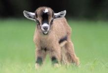 屬羊的人2019年年底跳槽合不合適？屬羊2019年兇位？