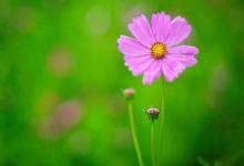 2020年3月8日—農(nóng)歷二月十五對(duì)應(yīng)什么生肖 是吉日嗎?