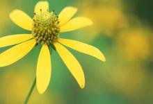 春節期間·2020年正月初六開市大吉大利嗎 日子好嗎?