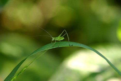 驚蟄節氣出生的屬豬人命運如何 是什么命？(圖文)