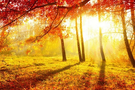 生肖屬什么的人天生富貴?一生不會為錢財發愁?(圖文)