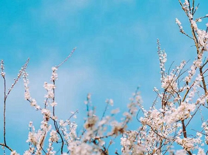 2020年二月十四出生女孩命運好不好,是大富大貴命局嗎?(圖文)