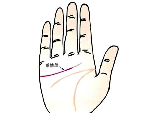 手掌肥厚的婚姻運勢非常的美滿?手掌厚的人運勢如何?(圖文)