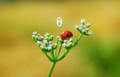 驚蟄節氣出生的屬豬人命運如何 是什么命？(圖文)