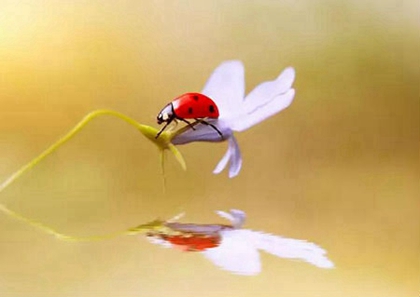 2020年二月二十四出生女孩八字過弱嗎,屬于什么命局?(圖文)