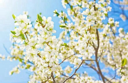 2020年二月二十四出生女孩八字過弱嗎,屬于什么命局?(圖文)