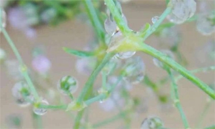 2020年雨水后一天祈福好嗎,2020~2030年雨水節(jié)氣時(shí)間表!(圖文)