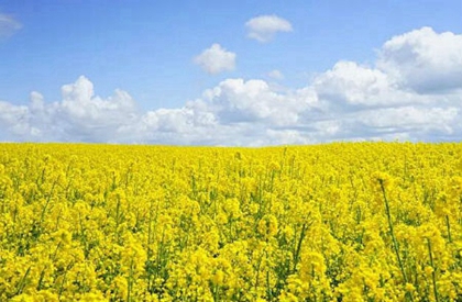 2020年農歷二月初七出生女孩命硬嗎,性格怎么樣?(圖文)