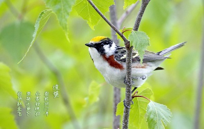 2020庚子鼠年驚蟄搬家好不好?驚蟄節(jié)氣三候解析(圖文)