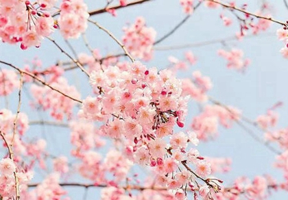 2020年農歷二月初七出生女孩命硬嗎,性格怎么樣?(圖文)