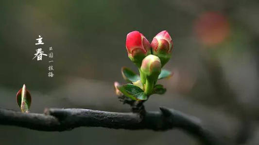 陽(yáng)歷2月3日—2月5日·立春出生的屬虎人是什么命？(圖文)