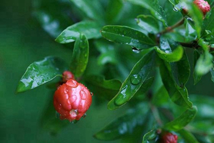 2020年二月十四出生女孩命運好不好,是大富大貴命局嗎?(圖文)