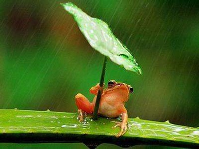 雨水節氣出生的屬虎人命好不好 屬虎雨水出生命運(圖文)