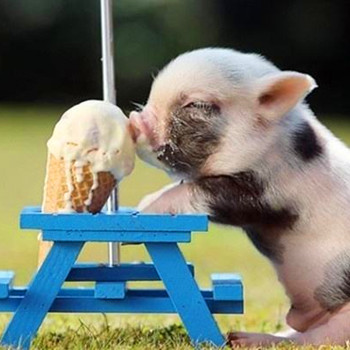 屬豬的人2020年運程(圖文)