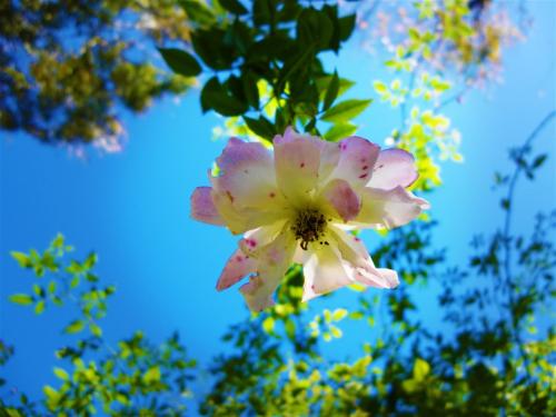 猴年立春出生的屬猴寶寶性格好嗎 命運怎么樣?(圖文)