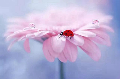 2020年二月十四出生女孩命運好不好,是大富大貴命局嗎?(圖文)