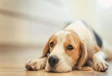 屬狗過年出生是什么命 屬狗正月初一出生的命運