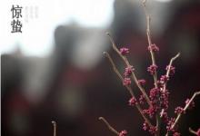 2020年驚蟄是什么生肖？驚蟄出生的鼠寶寶命運好不好？