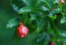 2020年二月十四出生女孩命運好不好,是大富大貴命局嗎？