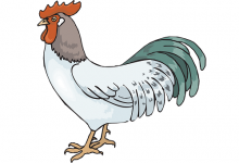 屬雞男晚婚會娶了誰,娶什么生肖女更幸福