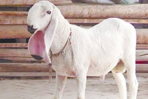 2015年屬羊的人2021年運勢 7歲佩戴什么吉祥物好