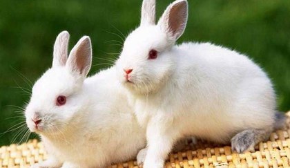 屬兔正月初一春節(jié)出生的人命運(yùn)好不好 屬兔春節(jié)出生是什么命?(圖文)