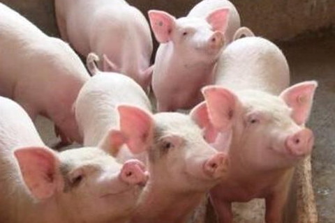 2019年屬豬的人2021年運勢 3歲佩戴什么吉祥物好