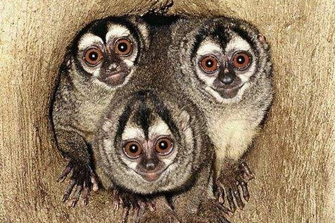 2016年屬猴的人2021年運勢 6歲佩戴什么吉祥物好