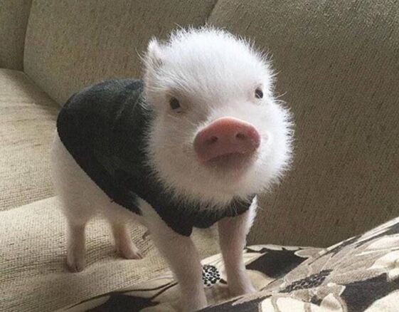 1995年屬豬的人2021年運勢 27歲佩戴什么吉祥物好