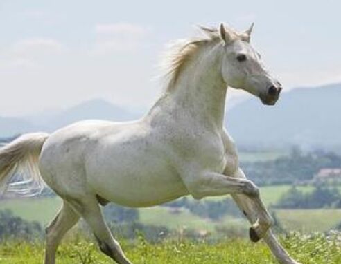 2002年屬馬的人2021年運勢 20歲佩戴什么吉祥物好