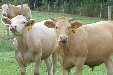 2021年屬牛本命年要注意什么 犯太歲佩戴什么好運