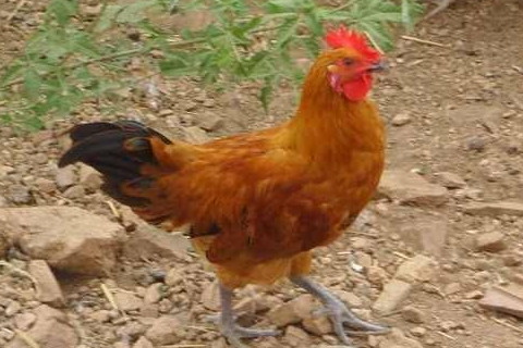 2017年屬雞的人2021年運勢 5歲佩戴什么吉祥物好