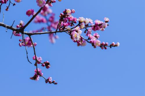 2020年農歷三月五行屬性缺什么 有什么節日?(圖文)