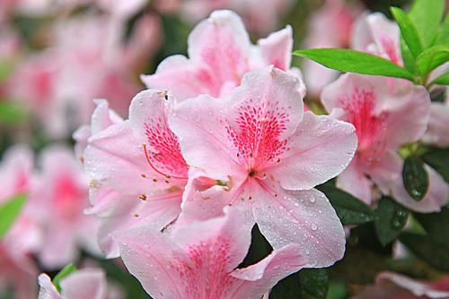 2020年陰歷三月份五行屬性是什么 屬于什么季節?(圖文)