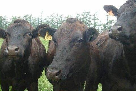 2021年屬牛的什么時(shí)辰出生最好？牛年幾點(diǎn)出生好命？