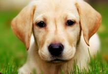 2006年屬狗的人2021年運勢 16歲佩戴什么吉祥物好