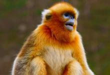 2004年屬猴的人2021年運勢 18歲佩戴什么吉祥物好